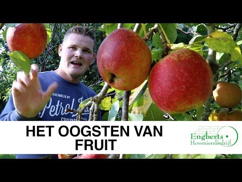 Video: De Voordelen Van Lijsterbes En Het Oogsten Van Fruit