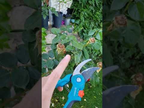 Video: Acompañantes de rosas para plantar debajo - Sugerencias para plantas que crecen bien debajo de las rosas