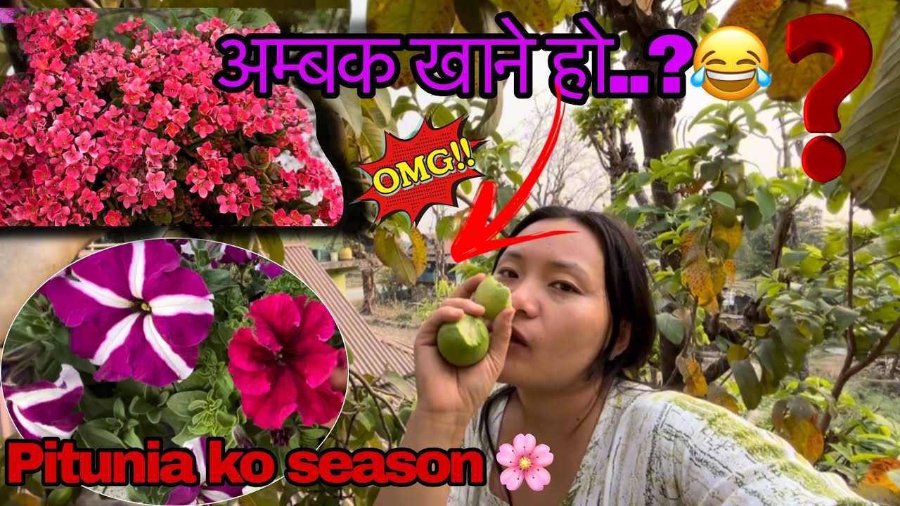 AAMBAK NAKHAI MERO DIN NOI START HUDAINA…😂😂||Samjhana Makhim🌸||