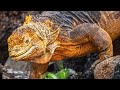 Galapagos Photography (w/o a cruise!)
