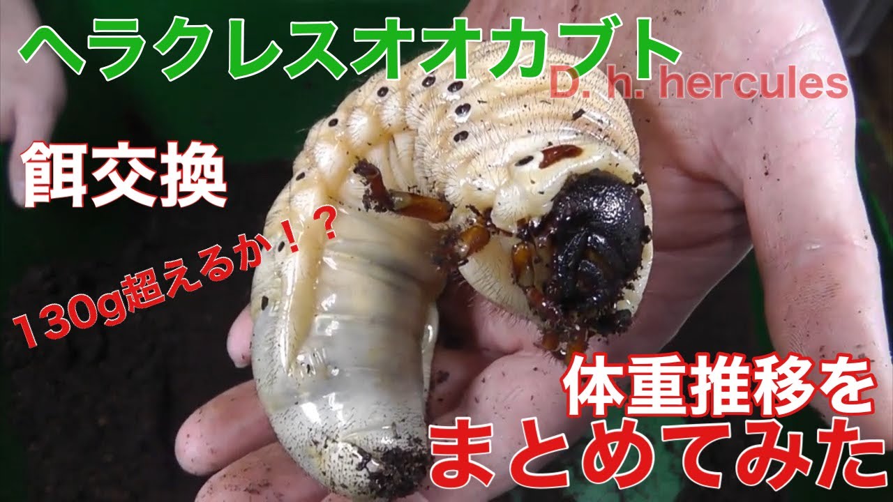 ヘラクレスオオカブト エサ交換 前半戦まとめ 130g超えるか