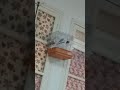 مقنين خلوي سكتور الشرق يغني الفصول الأربعة