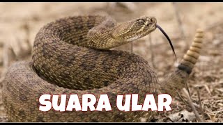 Download lagu suara ular