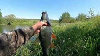 Рыбалка на голавля. Красивые поклевки на спиннинг на малых реках. Fishing videos