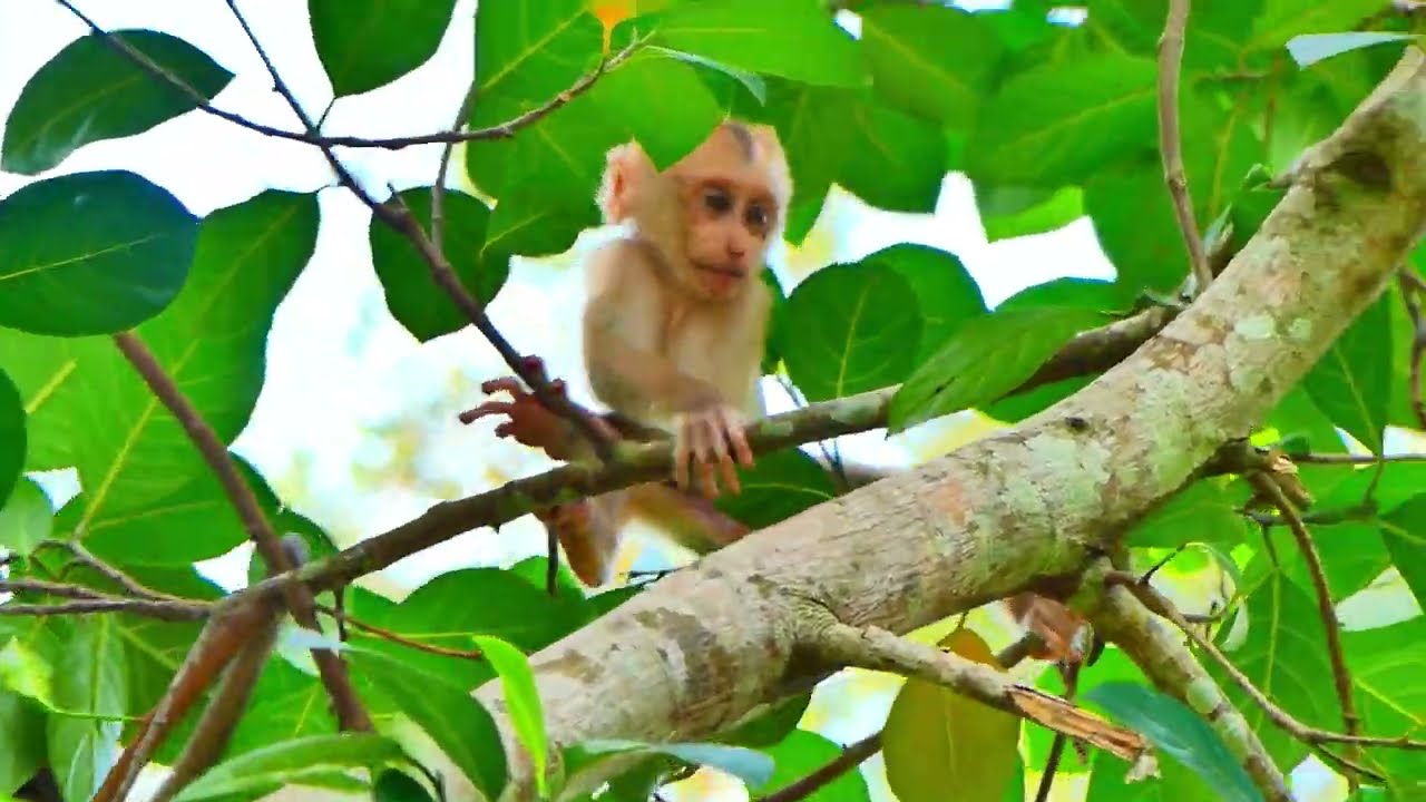 Oh ! Baby Leo training clime a tree