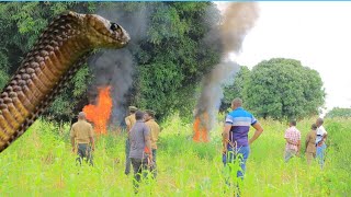 40 ZA NYOKA 'MNYWA UJI' ZAHESABIKA,ASKARI WA MALIASILI WAMSAKA KWA BUNDUKI.