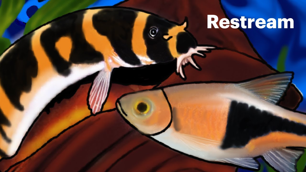 MyFishTanksAQuatics: Weekly Friday Hangout Stream