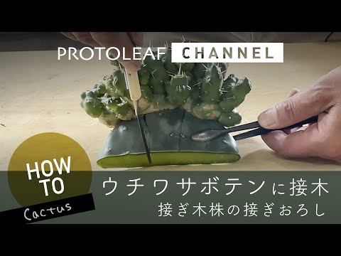 ガーデニング】ウチワサボテンに接ぎ木 接ぎ木株の接ぎおろし - YouTube