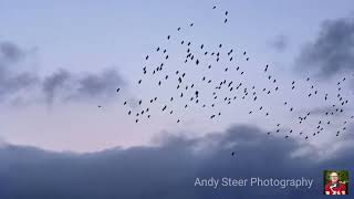 Starling Murmuration in Rastrick