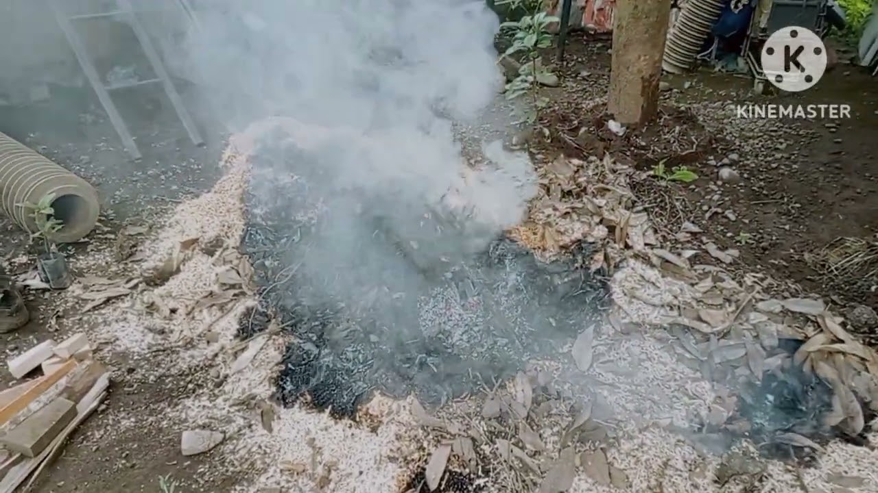 PROSES PEMBIKINAM MEDIA KOLAM UNTUK TANAMAN AZOLA#suksestani