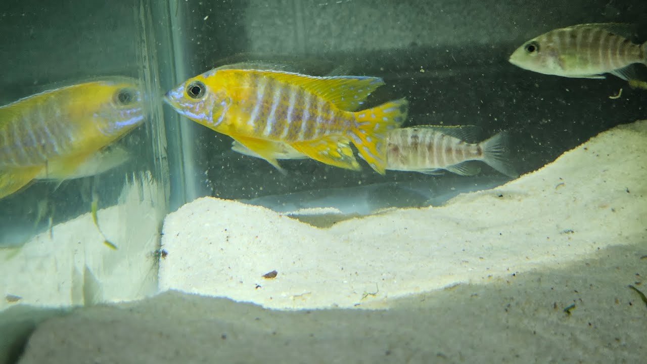 Breeding group of Aulonocara Rubescens peacock for sale YouTube