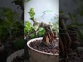 Bonsai mini split trunk On the rock #bonsai #bonsaitree #bonsaiart