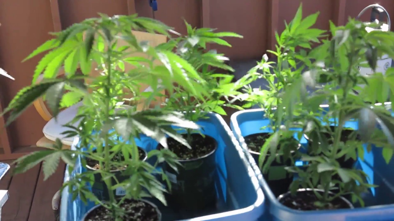 A BALL & CHAIN I CALL MY OWN - OG KUSH -THE BIGKUSH SEVEN LEAF GENETICS LAT 33 COASTAL CALIFORNIA