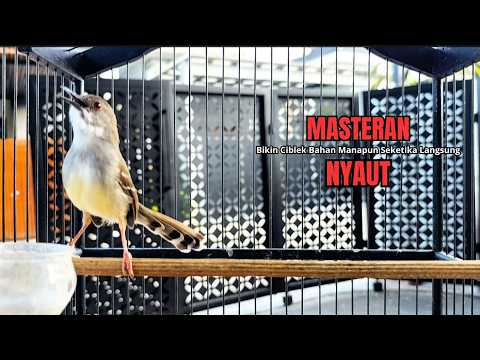 Ciblek Liar di Alam bebas tembakan panjang, bikin emosi ciblek lain