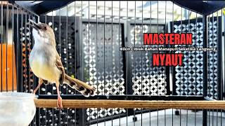 suara burung CIBLEK GACOR NGEBREN Pancingan Ciblek Semi bahan jadikan ciblek kristal gacor Tarung