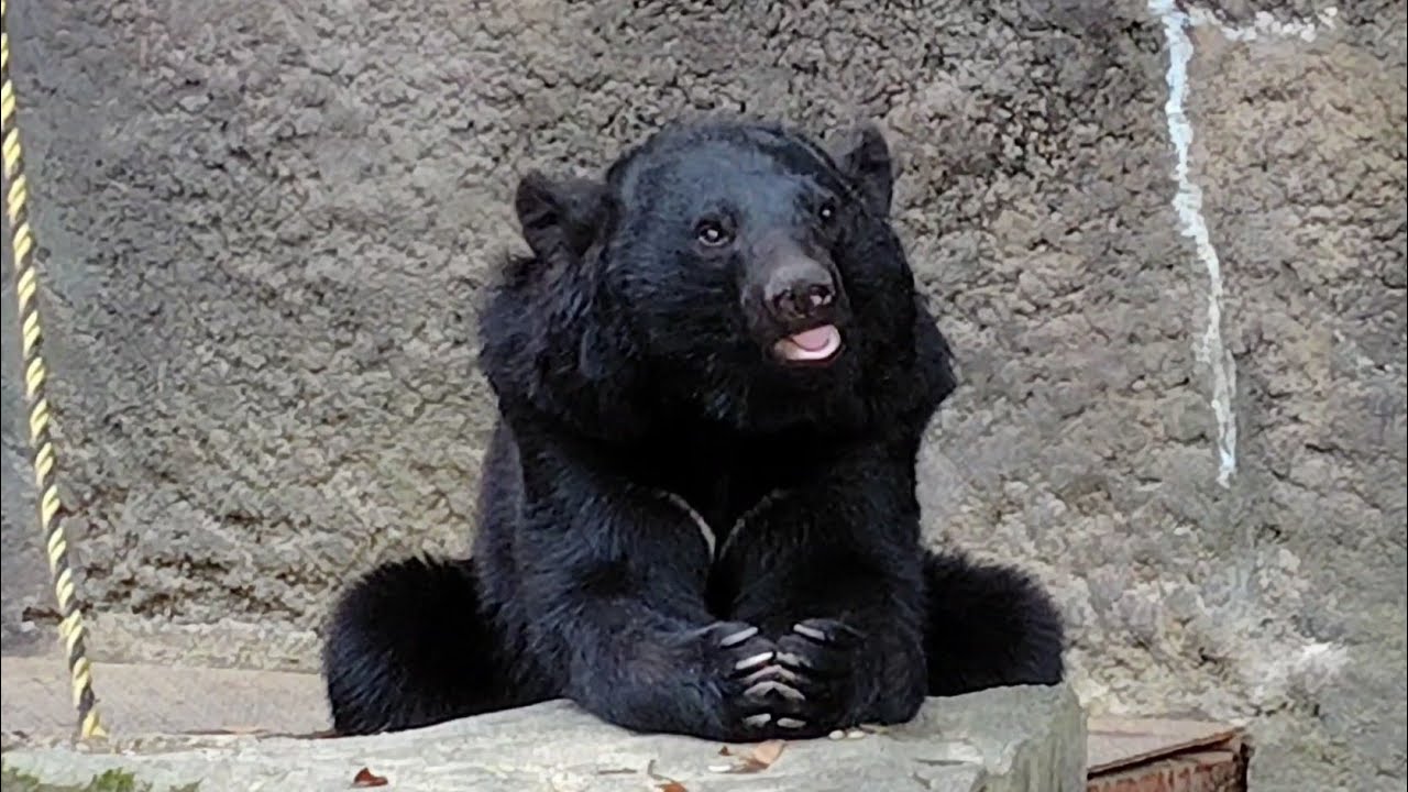 ユウホーと月の輪熊 2026/04/20 ツキノワグマの航と華 - YouTube