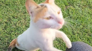 NEVER Seen a Kitty SO Addicted to Pets!!