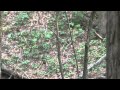 Mytalltripod bear footage great smoky mountain national park 8172011