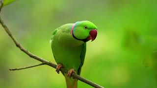 4K Bird Sounds & Forest Scenery 🌿 | Relaxing TV Wallpaper & Nature Ambience Video screenshot 5