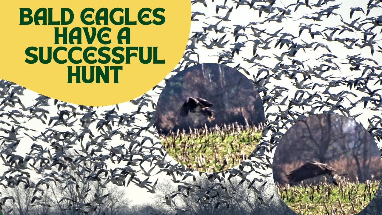 Three Bald Eagles Team Up to Catch a Snow Goose! YouTube