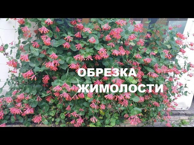 ЖИМОЛОСТЬ КАПРИФОЛЬ. ФОРМИРОВАНИЕ. УХОД.