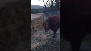 Very Powerful Animals Cows . Billy The Bull Training #Youtubeshorts #Farming #Cattle