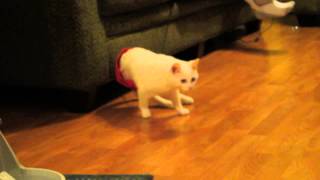 Download Lagu Two Legged Yoga Walk MP3