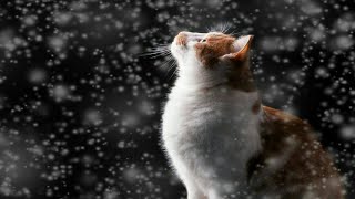 صور قطط جميلة ورائعة جداً/ Very beautiful and wonderful pictures of cats