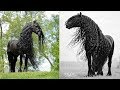 Cute And funny horse Videos Compilation cute moment of the horses - Cutest Horse #5