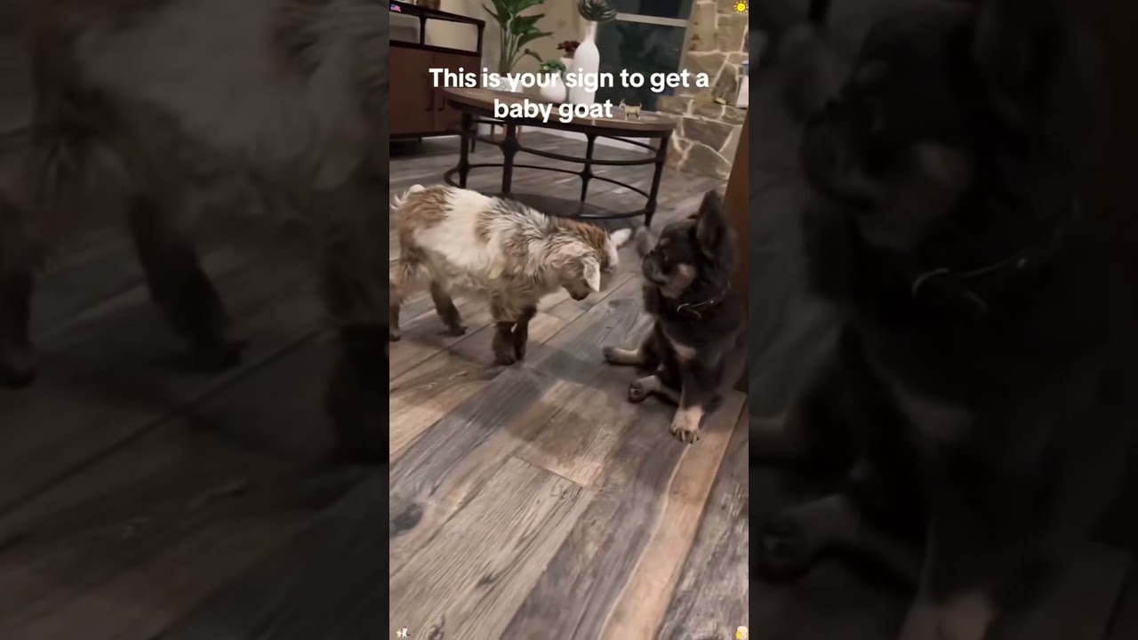 Собака против козлёнка 