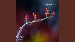 Harmony Hum (Meditation)