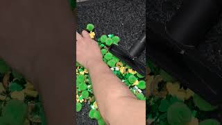 St Patty s Sharkbae feed
