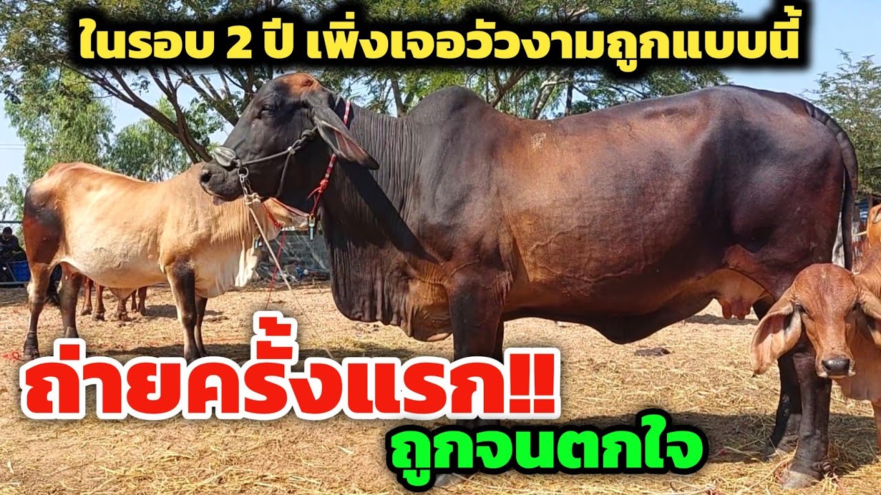 ถ่ายครั้งแรก ถูกจนตกใจ‼️ของดีเมืองพยัคฆ์ ในรอบ 2 ปี เพิ่งเจอวัวงามราคาถูกแบบนี้ เอาไปขายต่อได้เลย