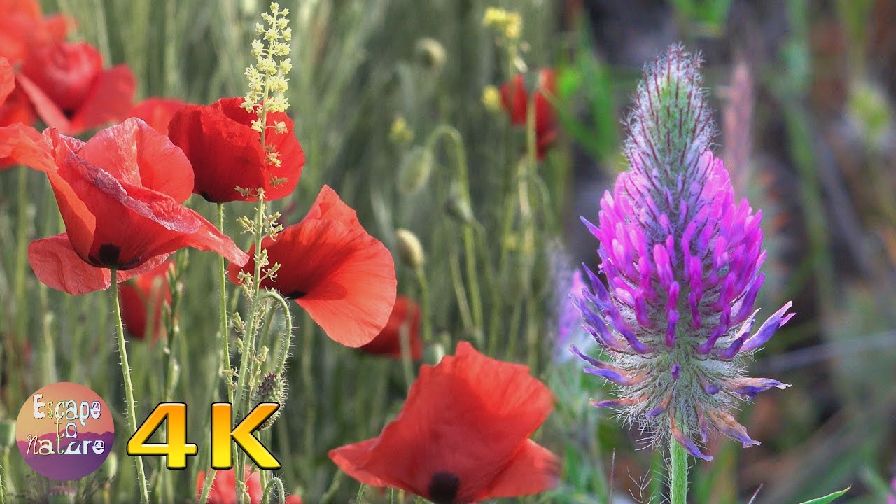 4K Spring sounds - Flowers in bloom - Relaxing nature sounds - Calming bird song & buzzing bees
