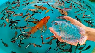Tiger Barb Betta Ram Cichlid Guppy Koi Carp Fish PingPong Pearl Scale Goldfish Catfish animals Video