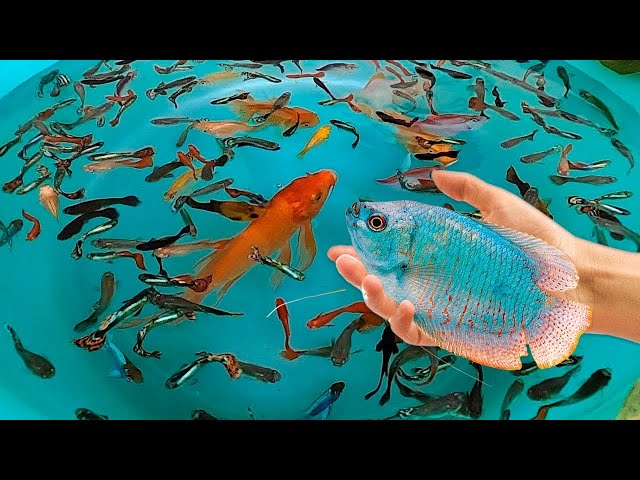 Tiger Barb Betta Ram Cichlid Guppy Koi Carp Fish PingPong Pearl Scale Goldfish Catfish animals Video