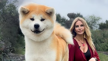 THE JAPANESE AKITA INU - Difficult & Dangerous or Loyal Guardian? - 秋田犬