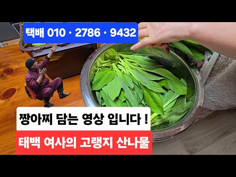 태백  여사의 <strong>태백산</strong> 고랭지 아삭한 산나물 짱아찌 담아서 일년내내 퍼먹을 생각임 택배 (010_2786_9432)