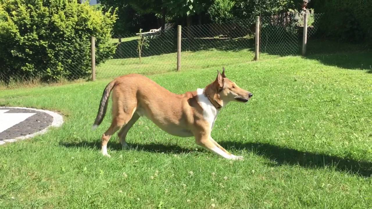 Trick 22: Verbeugung