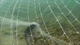 Underwater red salmon escapes from seine at Pilgrim River, Alaska