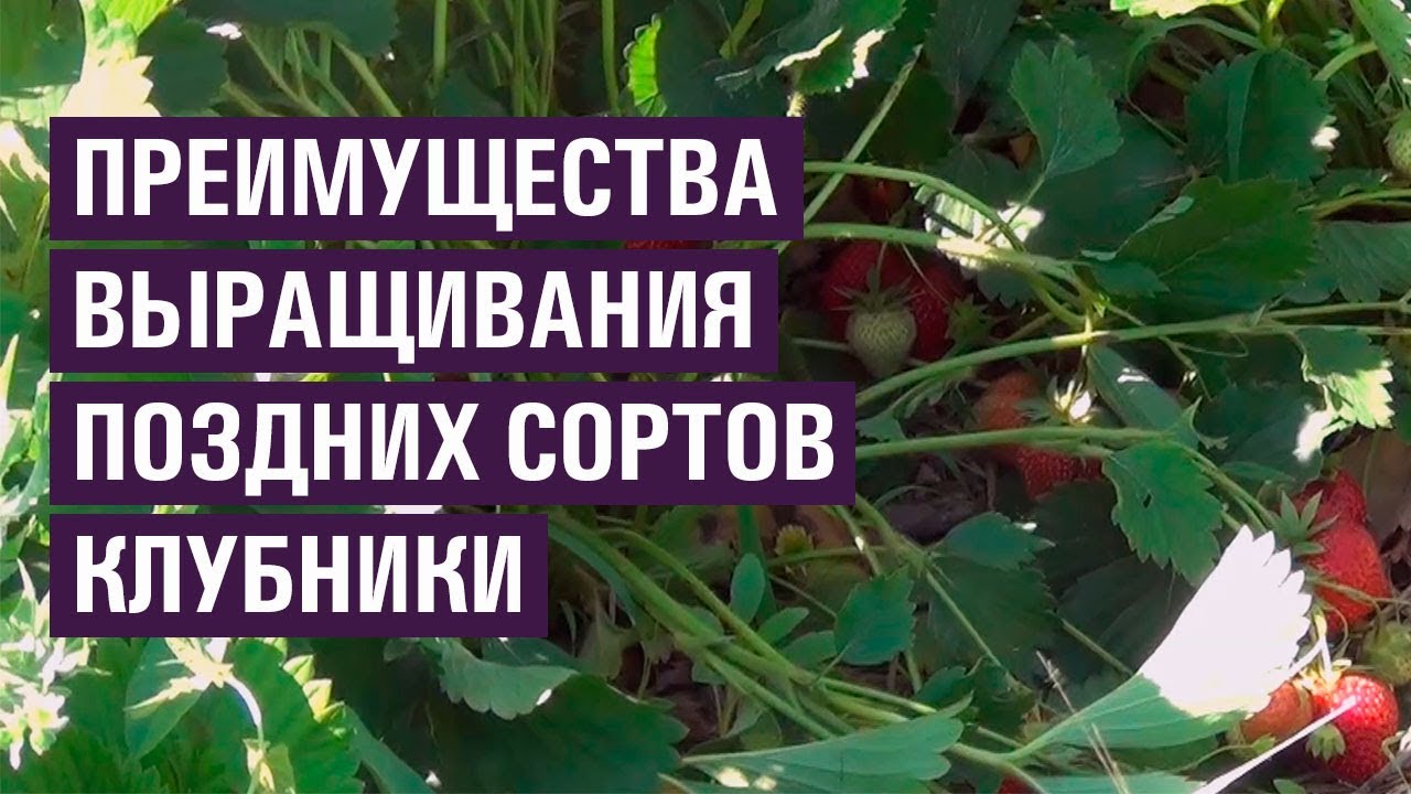 Обрезка и уход за растением