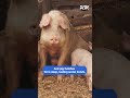 Why Pigs Are Smarter Than You Think