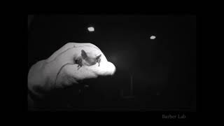 Fireflies thwart bat attack with multisensory warnings