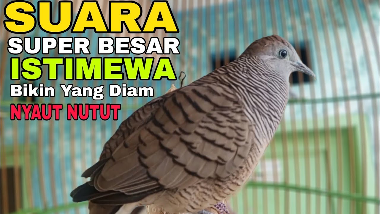 Perkutut Lokal Gacor|| Pancingan Super Istimewa Bikin Yang Diam Nyaut Nutut