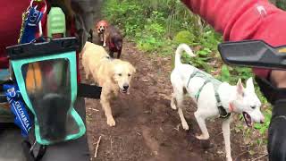 Zen Mode Dog Pack Running with Dirt Bike in the Best Dog Daycare in Oregon!