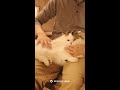 あったかハイム　猫編⑥　 #shorts #セキスイハイム