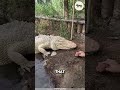 Meet the Albino Alligator-- rare, ghostly, and pure white power🐊 Only a few hundred exist on Earth!