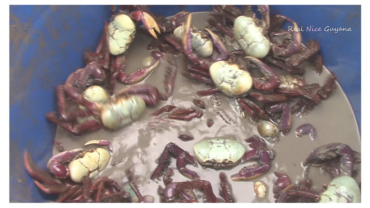 BUYING BIG CRABS IN GUYANA YouTube