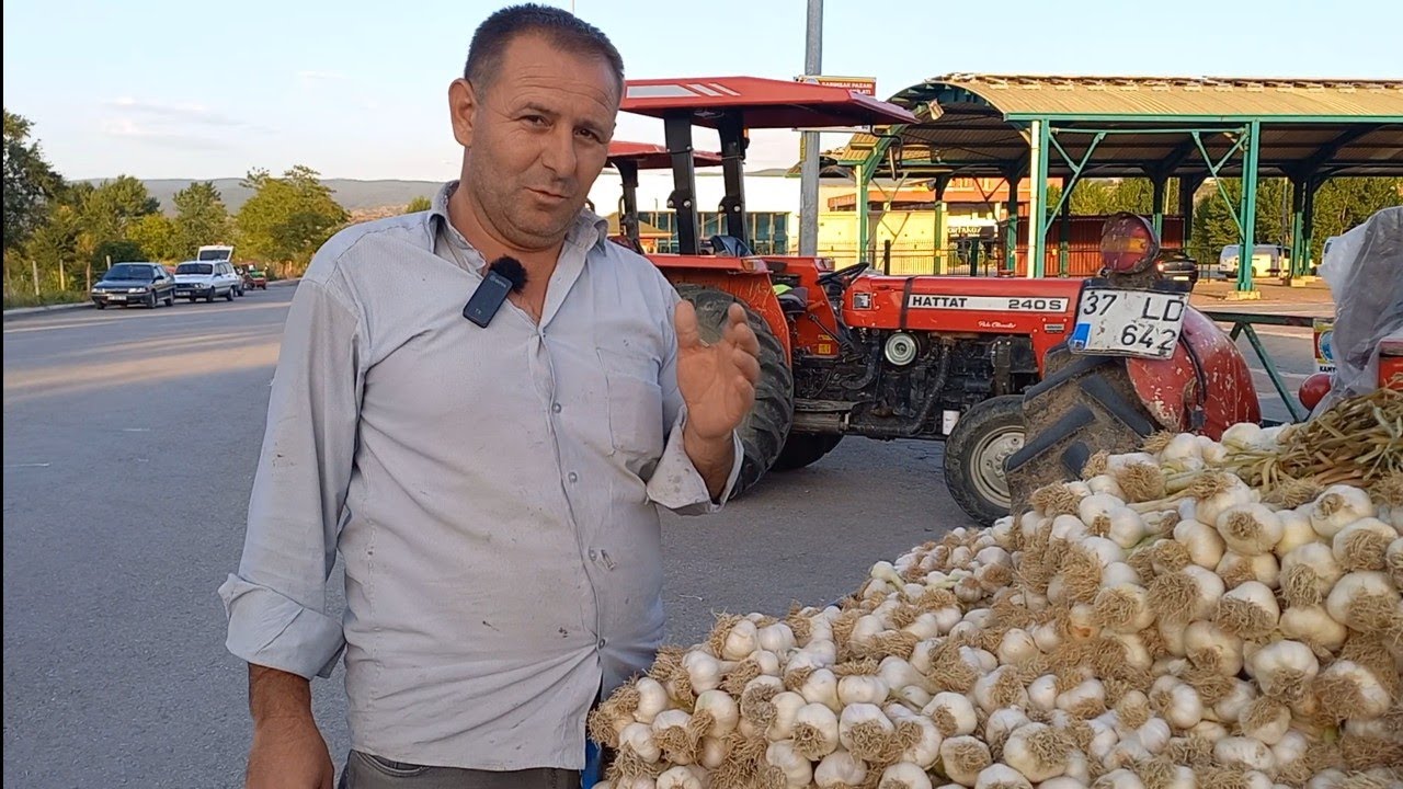SARIMSAK SEZONU BAŞLADI TAŞKÖPRÜ SARIMSAK FİYATLARI