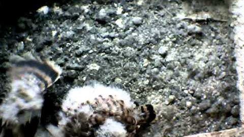 From Internet Camera(Turmfalken[03:1A:A5])2014/05/27,08:24:30_D